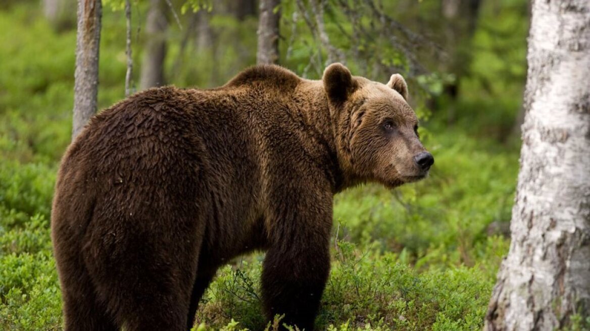 Σλοβακία: Επίθεση αρκούδας σε πέντε ανθρώπους